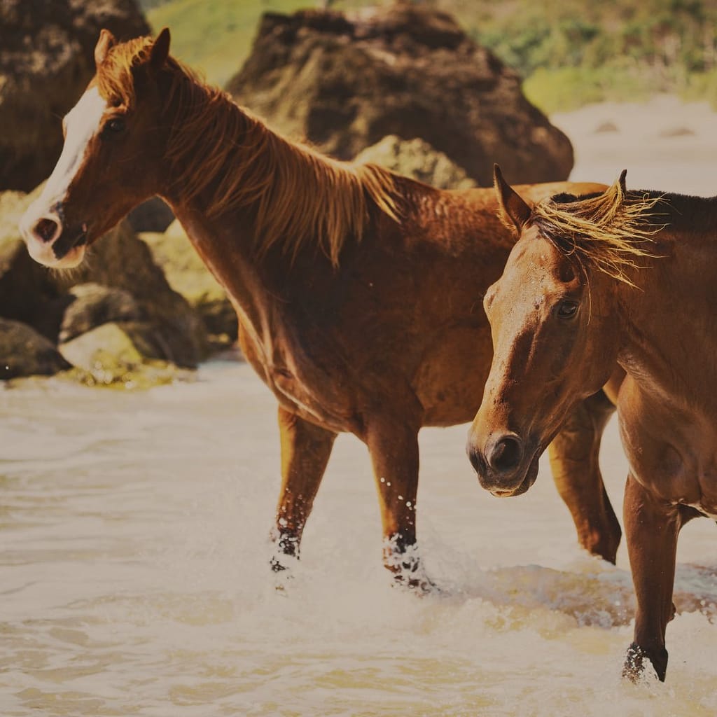 Caballos marrones jugando en la playa en la isla de Sumba, Indonesia