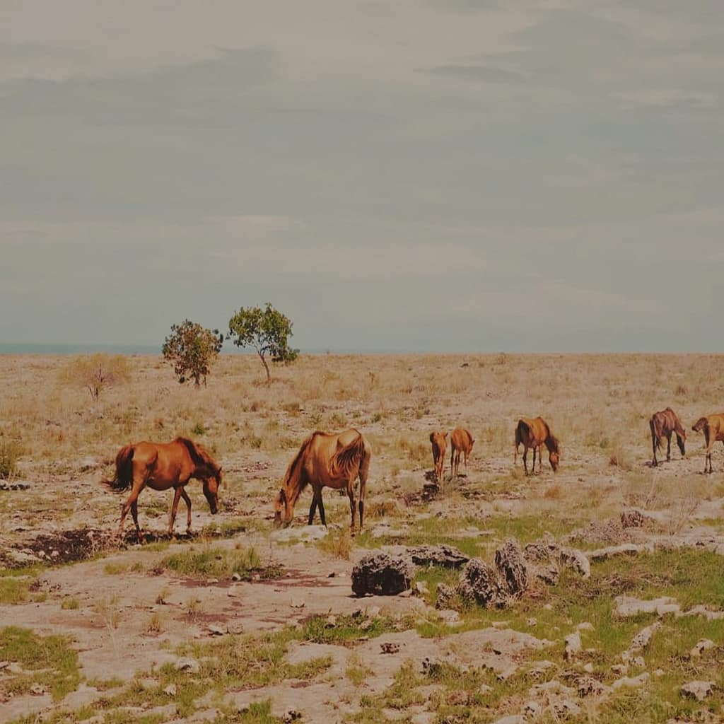 Caballos salvajes pastando en la sabana en la isla de Sumba, Indonesia