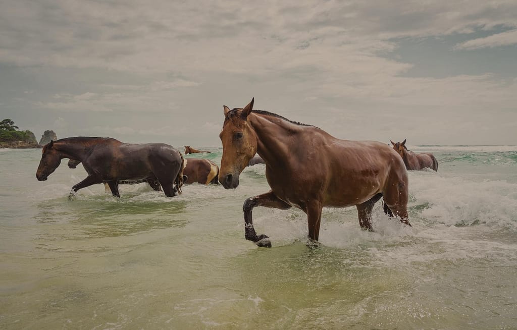 Caballos nadando en playa de Sumba, Indonesia - Experiencias en Sumba