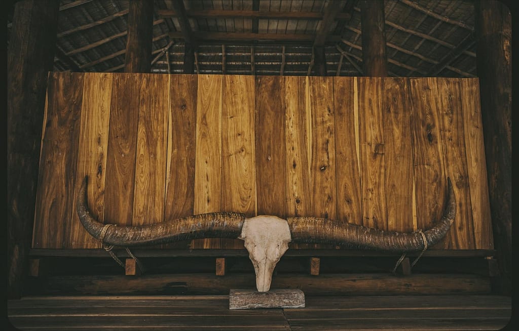 Noticias de Sumba, Indonesia - Craneo de bufalo decorativo en casa tradicional de la Isla de Sumba, Indonesia