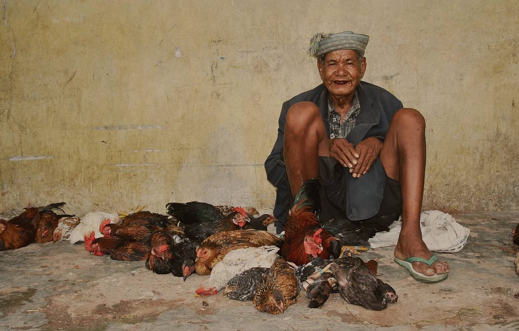 hombre de la isla sumba, Indonesia. con gallinas. Historias de la isla Sumba